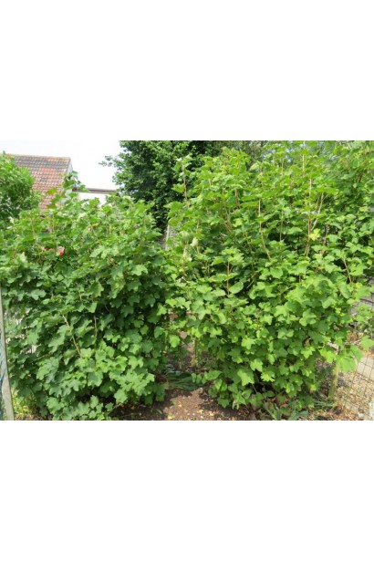 Смородины сорта Сахарная